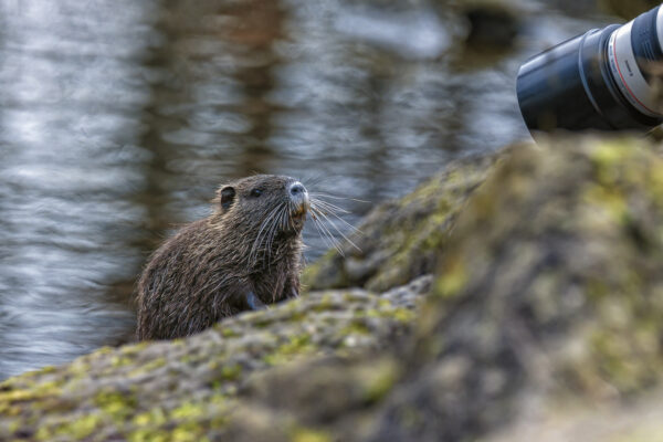 2023-01-FCa-0017-Nutria