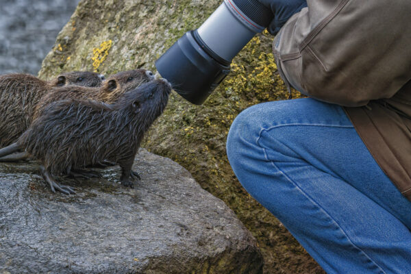 2023-01-FCa-0019-Nutria