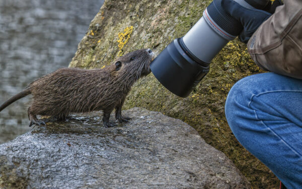 2023-01-FCa-0020-Nutria