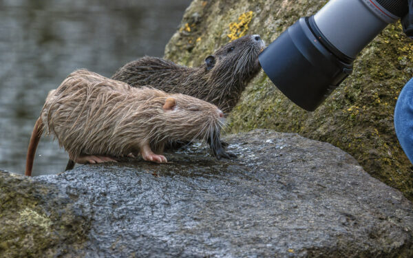 2023-01-FCa-0021-Nutria