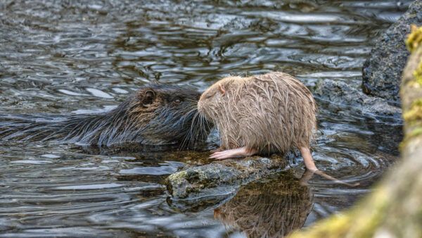 2023-01-FCa-0022-Nutria