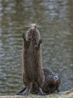 2023-01-FCa-0023-Nutria