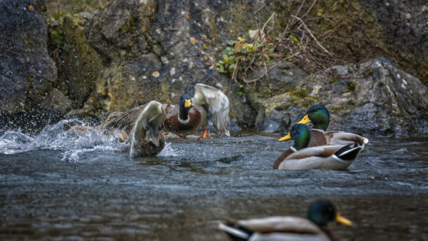 2023-01-FCa-0024-Stockenten-Revierkampf