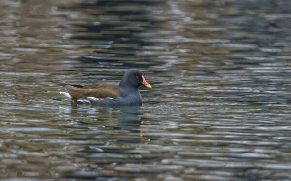 2023-01-FCa-0025-Teichralle