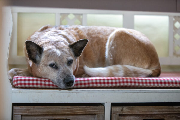 2023-02-FCa-0002-Roxy-Australian-Cattle-Dog