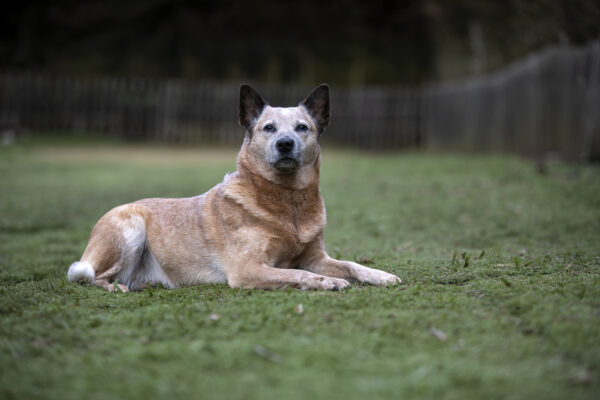2023-02-FCa-0003-Roxy-Australian-Cattle-Dog