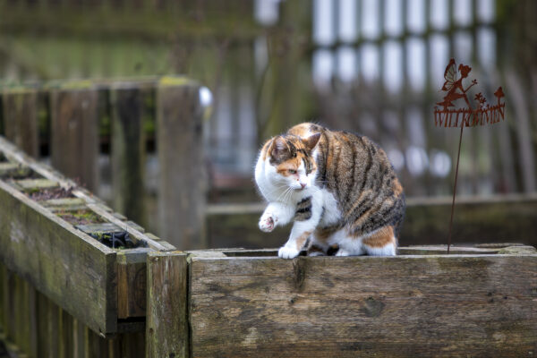 2023-02-FCa-0005-Hexe-EKH