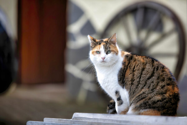 2023-02-FCa-0006-Hexe-EKH