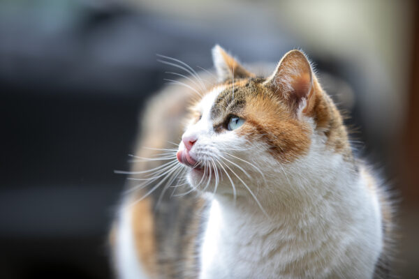 2023-02-FCa-0007-Hexe-EKH