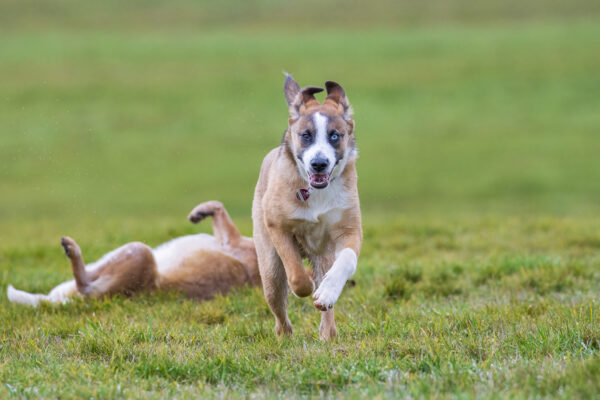 2023-02-FCa-0008-Fiete-Mischling