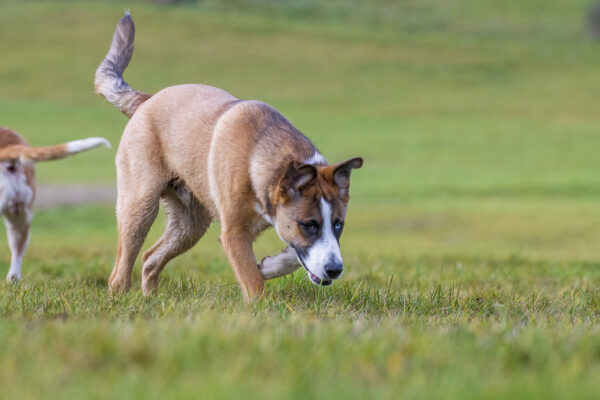 2023-02-FCa-0009-Fiete-Mischling