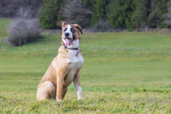 2023-02-FCa-0010-Fiete-Mischling