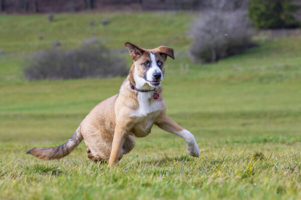 2023-02-FCa-0011-Fiete-Mischling