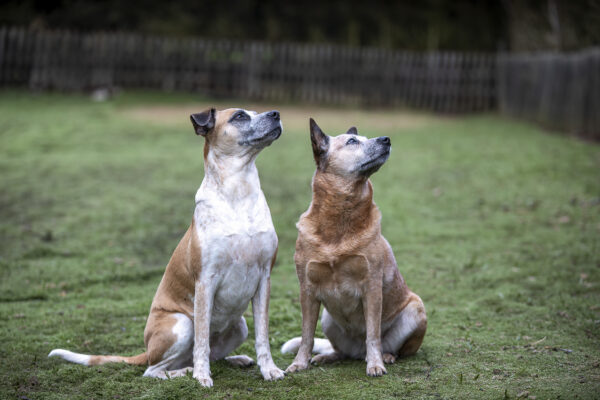 2023-02-FCa-0013-Tacka-Roxy-Mischling-Australian-Cattle-Dog