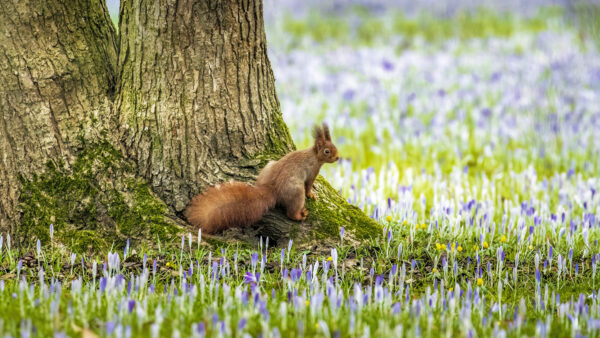 2023-02-FCa-0015-Eichhoernchen