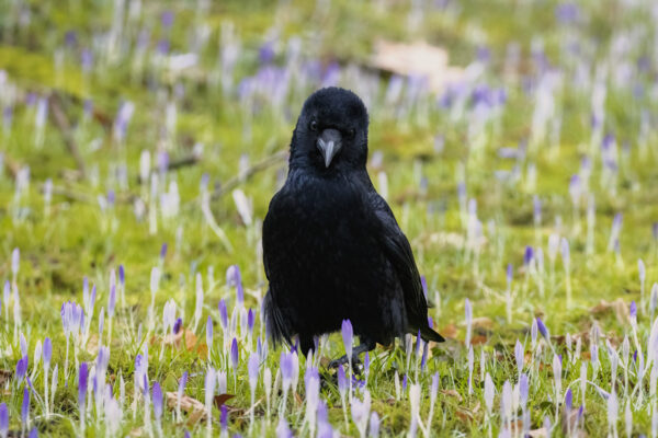 2023-02-FCa-0017-Rabenkraehe