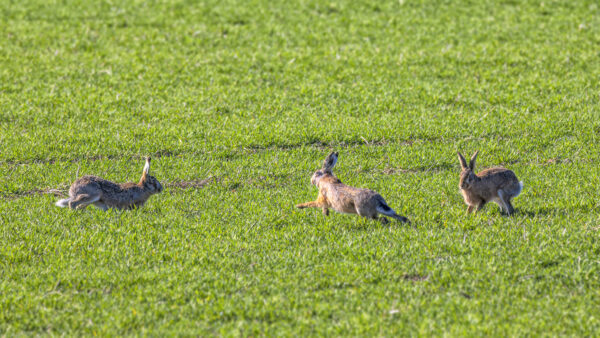 2023-02-FCa-0019-Feldhasen