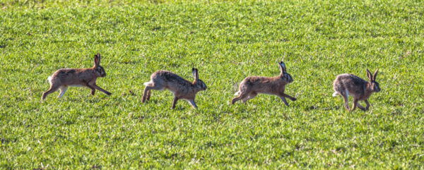 2023-02-FCa-0020-Feldhasen