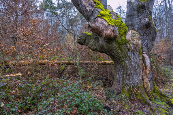 2023-02-FCa-0021-Waldau-Wald