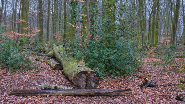 2023-02-FCa-0022-Waldau-Wald