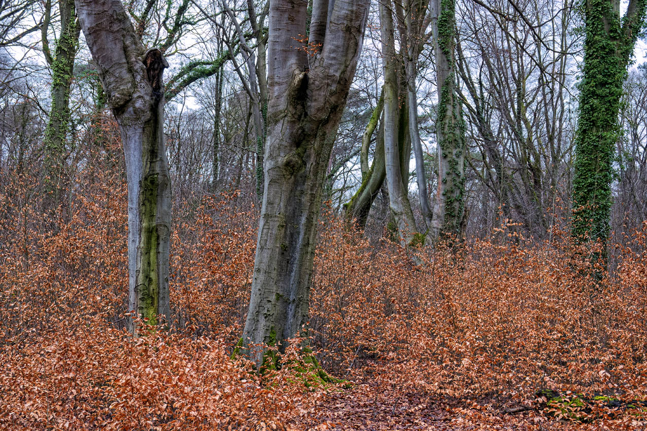 2023-02-FCa-0023-Waldau-Wald