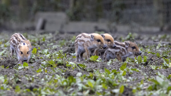 2023-02-FCa-0024-Frischlinge