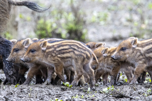 2023-02-FCa-0025-Frischlinge