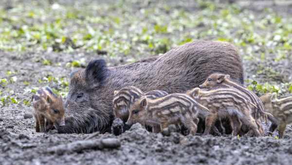 2023-02-FCa-0026-Frischlinge-Bachen