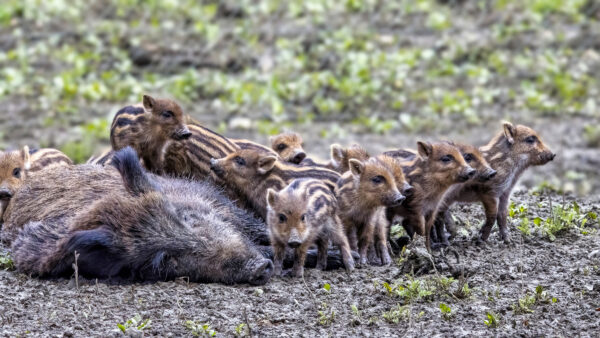 2023-02-FCa-0027-Frischlinge-Bachen