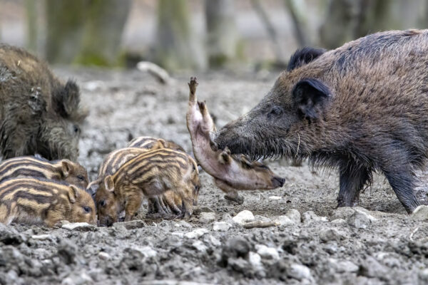 2023-02-FCa-0028-Frischlinge-Bachen