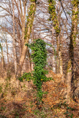 2023-02-FCa-0036-Ville-Wald