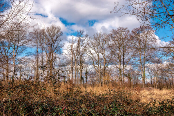 2023-02-FCa-0037-Ville-Wald