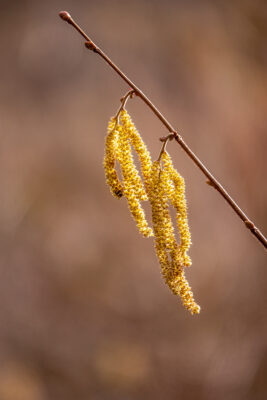 2023-02-FCa-0038-Haselnuss-Blueten-maennlich