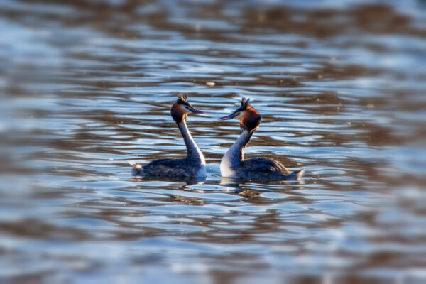 2023-02-FCa-0039-Haubentaucher-Paerchen