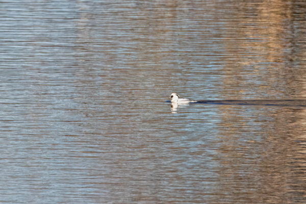 2023-02-FCa-0040-Zwergsaeger-maennlich