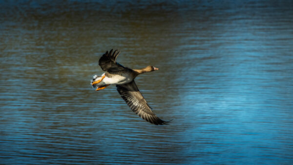 2023-02-FCa-0042-Blaessgans