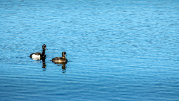 2023-02-FCa-0043-Reiherenten-Paerchen