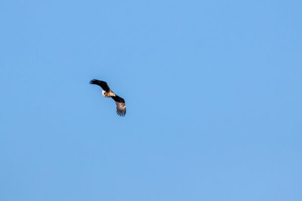 2023-02-FCa-0044-Europaeischer-Seeadler-maennlich