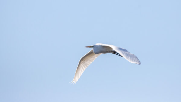 2023-02-FCa-0045-Silberreiher