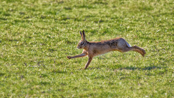 2023-02-FCa-0046-Feldhase