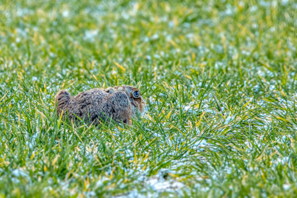 2023-03-FCa-0004-Feldhase