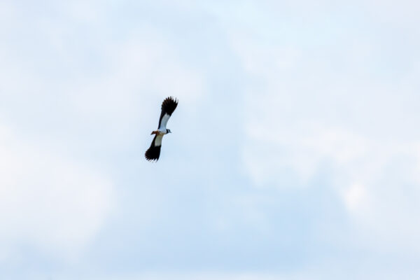 2023-03-FCa-0005-Kiebitz