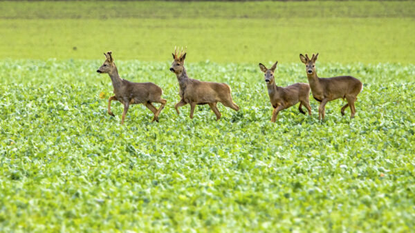 2023-03-FCa-0006-Feldrehe