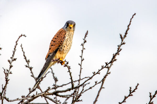 2023-03-FCa-0007-Turmfalke-maennlich