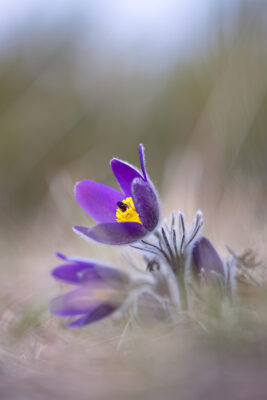 2023-03-FCa-0008-Kuechenschelle