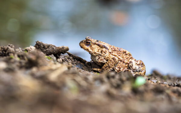 2023-03-FCa-0009-Erdkroete