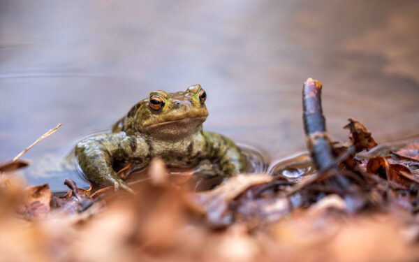 2023-03-FCa-0010-Erdkroete