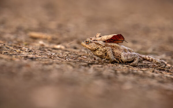 2023-03-FCa-0011-Erdkroete