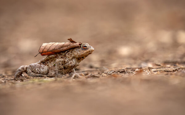 2023-03-FCa-0014-Erdkroete