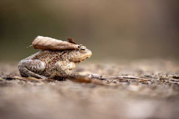 2023-03-FCa-0015-Erdkroete